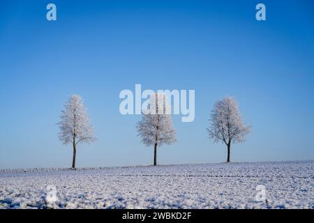 Tre alberi ghiacciati in un campo vicino a Kassel in una mattinata invernale innevata Foto Stock