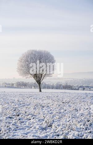 Albero ghiacciato in un campo in una mattinata invernale innevata, con la città di Kassel sullo sfondo Foto Stock