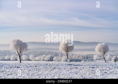 Alberi ghiacciati in un campo in una mattinata invernale innevata, con la città di Kassel sullo sfondo Foto Stock