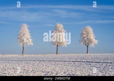 Tre alberi ghiacciati in un campo vicino a Kassel in una mattinata invernale innevata Foto Stock