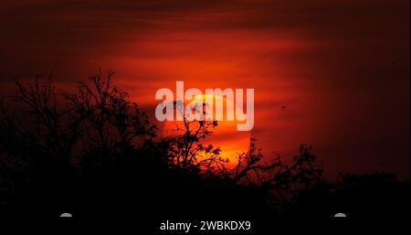 Tramonto a Savannah, Parco Masai Mara in Kenya, Africa Foto Stock