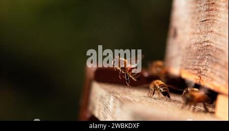 European Honey Bee, apis mellifera, api in piedi all'ingresso dell'alveare, Insect in Flight, Return of Boot, Bee Hive in Normandia Foto Stock