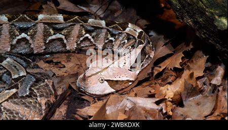 West African Gaboon viper, bitis gabonica rhinoceros, Capo adulto Foto Stock