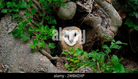 Barn Owl, tyto alba, Ritratto di Immaturo che guarda intorno, Normandia in Francia Foto Stock