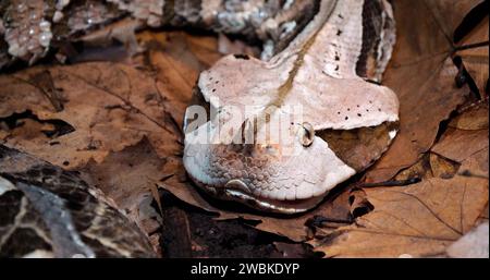 West African Gaboon viper, bitis gabonica rhinoceros, Capo adulto Foto Stock