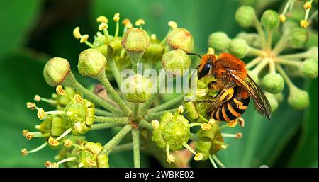 European Honey Bee, apis mellifera, polline di raccolta per adulti sul fiore di edera, hedera helix, Normandia Foto Stock