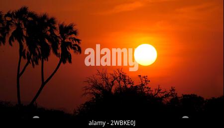 Tramonto a Savannah, Masai Mara Park in Kenya Foto Stock