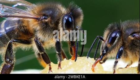 European Honey Bees, apis mellifera, Black Bee Licking Honey, Hive in Normandia Foto Stock