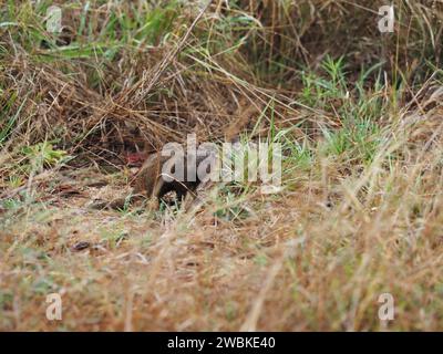 La mangusta grigia del Capo (galerella pulverulenta) è un piccolo ma feroce animale che vive nel Bush africano, nel Parco nazionale di Kruger, a Mpumalanga, a Sout Foto Stock