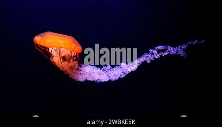 Black Jellyfish o Black Sea Nettle, Oceano Pacifico, chrysaora achlyos, acquario di acqua marina in Francia Foto Stock