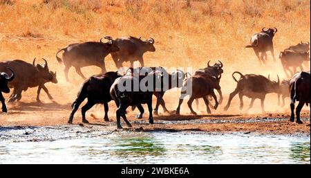 Bufalo africano, caffer syncerus, bevute di mandrie presso Water Hole, Tsavo Park in Kenya Foto Stock