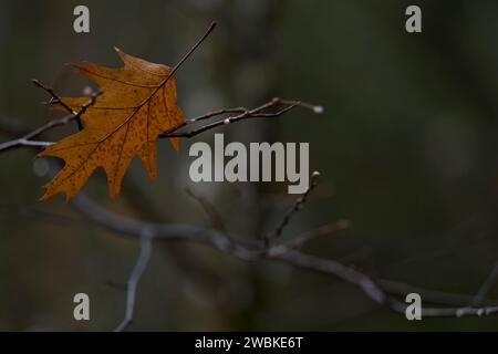 Una foglia caduta di una quercia rossa è rimasta bloccata nei rami, in Germania Foto Stock