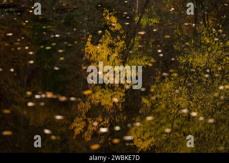 Gli alberi nei colori autunnali si riflettono nell'acqua scura di un lago, le foglie colorate fluttuano nell'acqua, in Germania Foto Stock