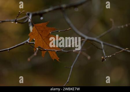 Una foglia caduta di una quercia rossa è rimasta bloccata nei rami, in Germania Foto Stock