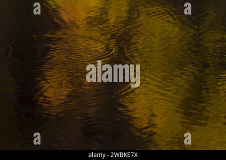 Piccole onde e cerchi sulla superficie di un lago, riflessi di luce dorata attraverso le foglie autunnali, Germania Foto Stock