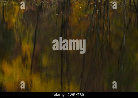 Tronchi d'albero e foglie autunnali dai colori caldi e scuri si riflettono sulla superficie d'acqua di un lago, in Germania Foto Stock