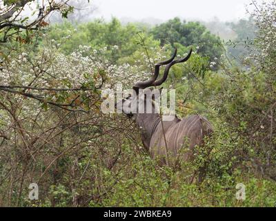 Maschio grande Kudu (tragelaphus strepciceros) che mangia foglie nel Bush nel Parco Nazionale di Kruger, Mpumalanga, Sudafrica Foto Stock