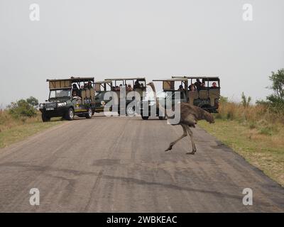 Struzzo comune che attraversa la strada con tre veicoli safari con i turisti sullo sfondo. Skukuza, Kruger National Park, Mpumalanga, Sudafrica Foto Stock