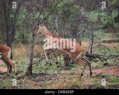 Salta impala maschile (aepyceros melampus) nel Parco Nazionale Kruger vicino a Skukuza, Sudafrica. Foto Stock