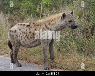 Hyaena avvistata da adulti (crocuta crocuta) sul lato della strada nel Parco Nazionale di Kruger, Mpumalanga, Sudafrica. Foto Stock