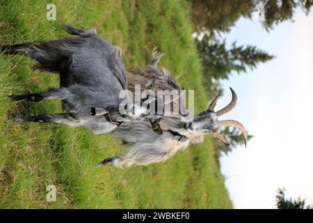 Blobe di razza caprina, su prati di montagna vicino a Mittenwald, mandria caprina, pascolo, bordo della foresta, Germania, Baviera, alta Baviera, Mittenwald Foto Stock