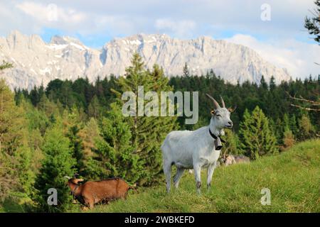 Capre su un prato di montagna di fronte alle montagne del Karwendel, capra bianca in primo piano, mandria di capre, pascolo, bordo della foresta, Germania, Baviera, alta Baviera, Mittenwald Foto Stock