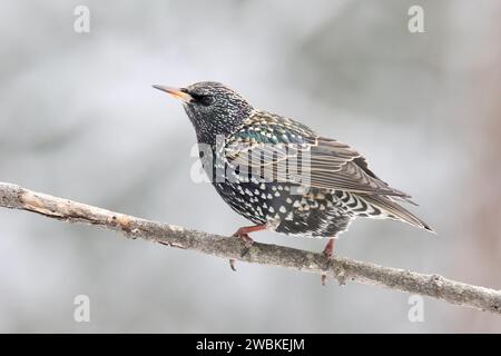 Lo starling Sternus vulgaris europeo si arrocca su un ramo innevato in inverno Foto Stock