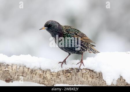 Lo starling Sternus vulgaris europeo si arrocca su un ramo innevato in inverno Foto Stock