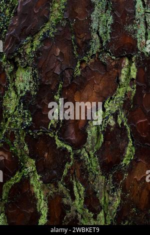 Corteccia di pino scozzese ricoperta di lichene verde, primo piano, Germania Foto Stock