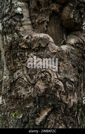 Corteccia scura solcata di una betulla, primo piano, Germania Foto Stock