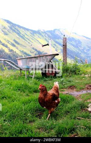 Pollo allevato all'aperto su un prato vicino al Tiefenbachalm nel Bächental, carriola, Eben am Achensee, Tirolo, Austria Foto Stock