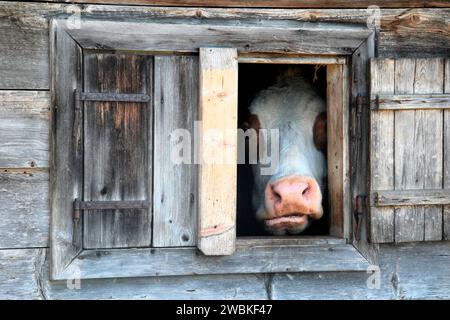 Mucca che guarda fuori dalla finestra del fienile sul Tiefenbachalm nel Bächental, comune di Eben am Achensee, Tirolo, Austria Foto Stock