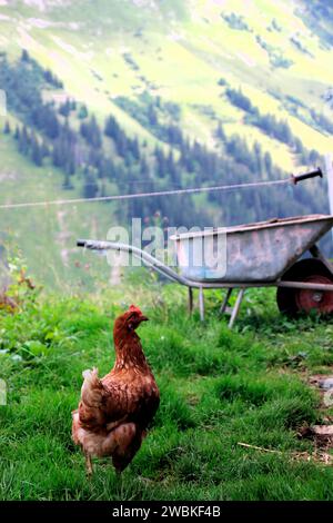 Pollo allevato all'aperto su un prato vicino al Tiefenbachalm nel Bächental, carriola, Eben am Achensee, Tirolo, Austria Foto Stock