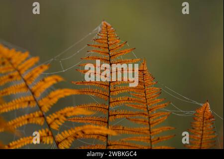 Foglie pinnate autunnali della felce, ragnatele con rughe, Germania Foto Stock