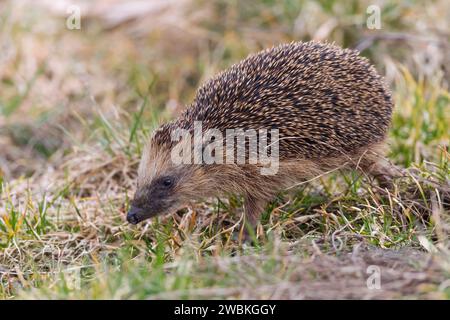 Hedgehog, Erinaceus europaeus, spiny Animal, Animal of the Year 2024 Foto Stock