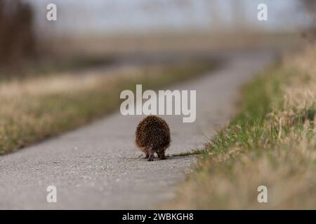 Hedgehog, Erinaceus europaeus, spiny Animal, Animal of the Year 2024 Foto Stock