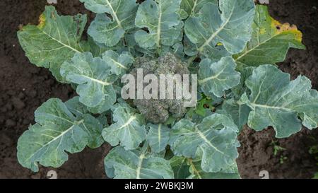Vista ravvicinata di una pianta verde di broccoli vista dall'alto nel mezzo di un campo piantato Foto Stock