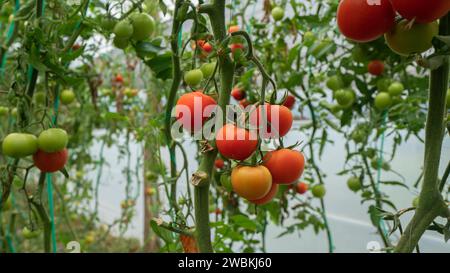 Vista dei pomodori rossi e verdi appesi alle piante nel mezzo di un giardino di pomodori alla luce del giorno Foto Stock