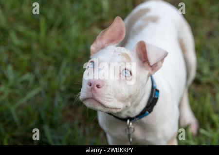 Un cane sordo dagli occhi blu che cerca un comando Foto Stock