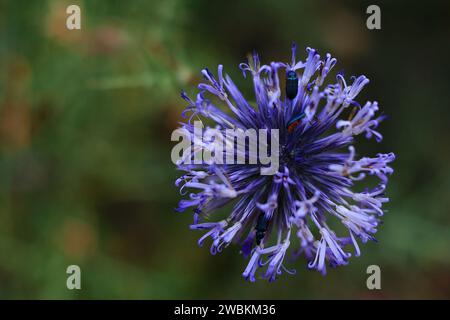 Un echinops, o globo thistle, con dei coleotteri al suo interno Foto Stock