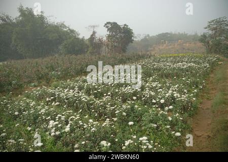 Vasto campo di crisantemi in erba, Chandramalika, Chandramallika, mamme, crisantemi, genere Chrysanthemum, famiglia Asteraceae. Mattina d'inverno a Vall Foto Stock