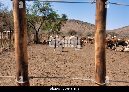 kraal con bestiame, recinzione tradizionale africana per bestiame Foto Stock