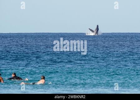 Balena megattere che salta fuori dall'acqua di fronte ai surfisti. La traversata delle balene nell'Oceano Pacifico in Costa Rica, mentre i surfisti pagaiano. Foto Stock