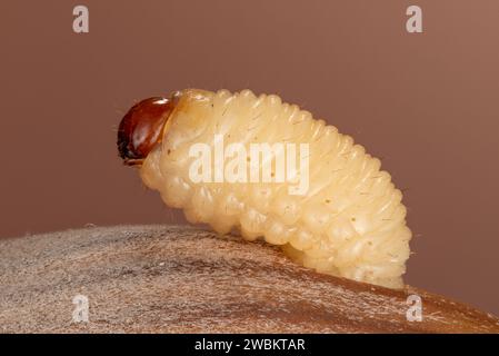 Larva della nocciola weevil si schiude da una nocciola, Curculio nucum larva che emerge dalla nocciola, Larva della nocciola weevil emerge da una nocciola Foto Stock