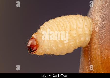 Larva della nocciola weevil si schiude da una nocciola, Curculio nucum larva che emerge dalla nocciola, Larva della nocciola weevil emerge da una nocciola Foto Stock