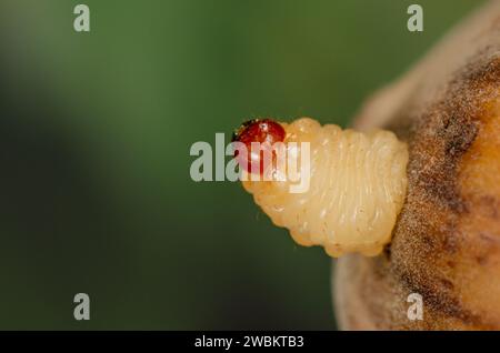 Larva della nocciola weevil si schiude da una nocciola, Curculio nucum larva che emerge dalla nocciola, Larva della nocciola weevil emerge da una nocciola Foto Stock