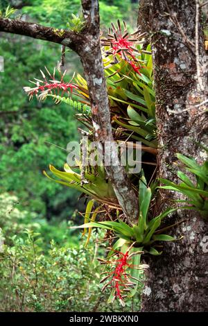 Piante epifite con fiori rossi che crescono su un albero a Tobago nelle Indie occidentali Foto Stock