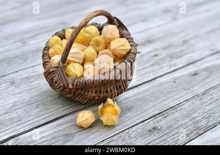 Cestino di vimini con frutti maturi di Fisalis peruviana in calici secchi su un tavolo di legno grigio. Foto Stock