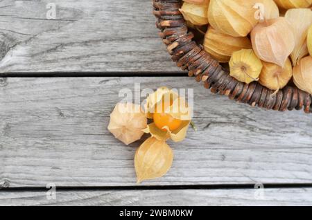 Frutti maturi di Fisalis peruviana in calici secchi accanto a un cestino di vimini su sfondo di legno grigio, vista dall'alto. Foto Stock