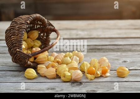Frutti maturi di Fisalis peruviana in calici secchi sparsi accanto a un cesto di vimini su un vecchio tavolo di legno. Foto Stock